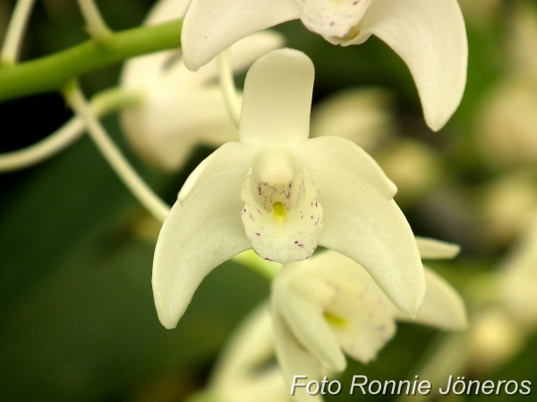 Dendrobium kingianum alba